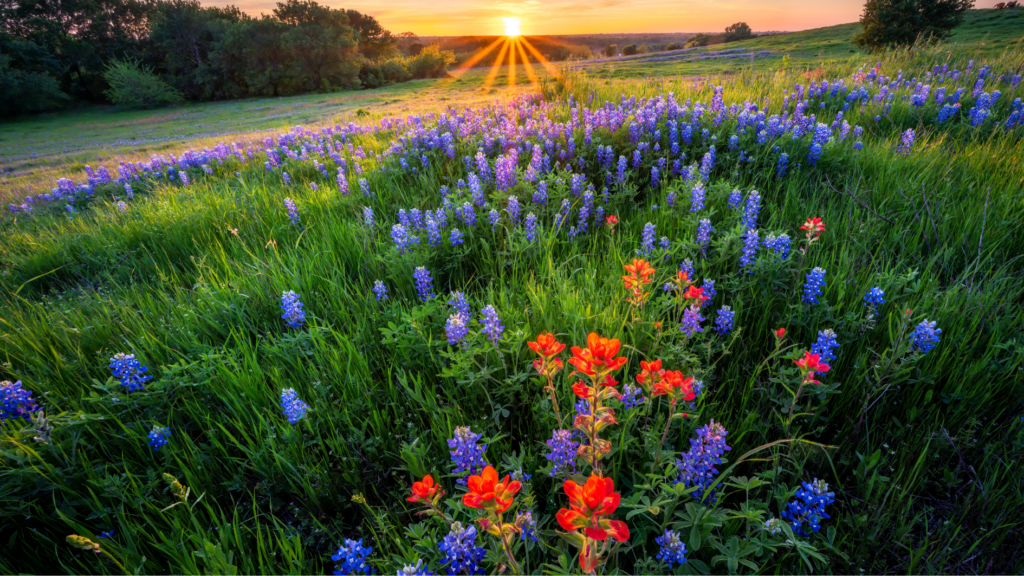 Bluebonnets & Beyond: Scenic Spring Spots Near Kyle for Family Photos ...